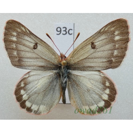 Colias nastes jacuticola Weiss & Mracek, 1989 Russia93c